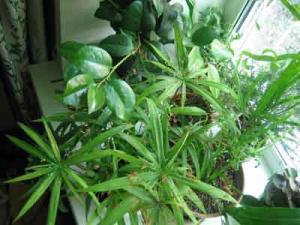 Daene_IMG_1954.jpg