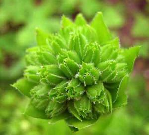 Daene_IMG_2025.jpg