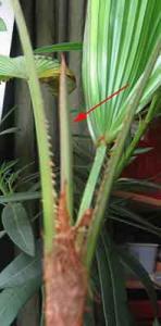 Daene_Img_2291.jpg