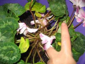 Daene_Img_2301.jpg