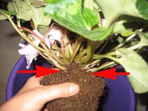 Daene_Img_2305.jpg