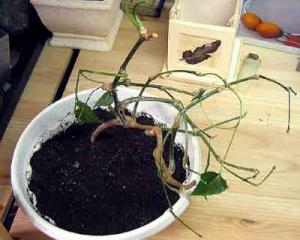 Daene_IMG_3861.jpg