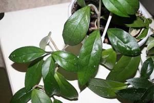 Daene_IMG_4964.jpg