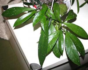 Daene_IMG_4962.jpg