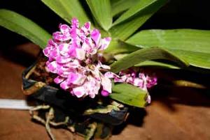 Daene_IMG_5339.jpg