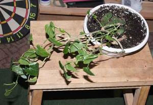 Daene_IMG_5427.jpg