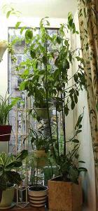 Daene_IMG_0750.jpg