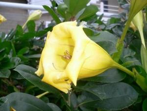 solandra.JPG