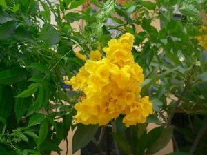 lantana.JPG