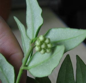 hoya1daniel.jpg