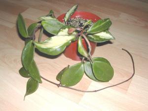 hoya_tricolor.jpg