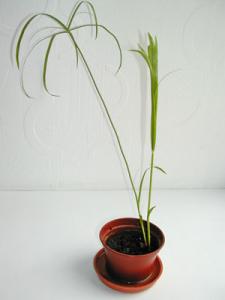 ag_ciperus_new.jpg