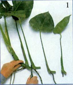 File0078.jpg