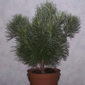 Adenanthos-sericea.jpg