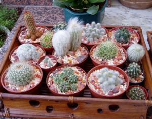 cacti_tray.jpg