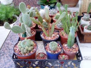 cacti_tray2.jpg