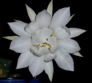 echinop_flower8.jpg