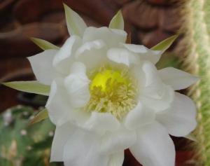 echinop_flower9.jpg