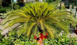 angie_palmtree1.jpg