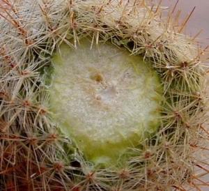 angie_cactus_cut_5.JPG