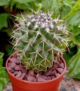 mammillaria_carnea.jpg