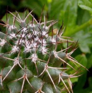 mammillaria_carnea1.jpg