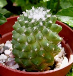 mammillaria_bucareliensis.jpg