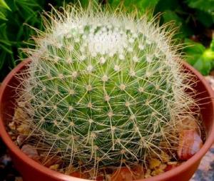 parodia_aureispina.jpg