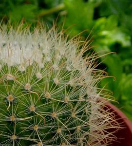 parodia_aureispina1.jpg