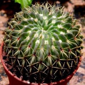 notocactus_buiningii.jpg