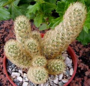 mammillaria_elongata_gold.jpg