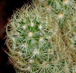 mammillaria_elongata_gold1.jpg