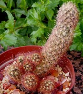 mammillaria_elongata_red.jpg