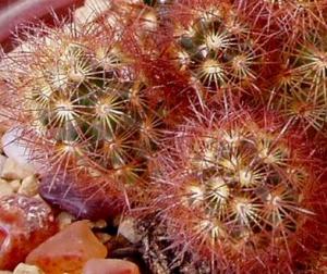 mammillaria_elongata_red1.jpg