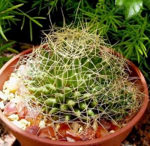 mammillaria_camtotricha.jpg