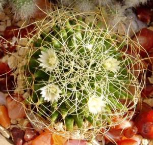 mammillaria_camptotricha1.jpg