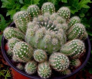 echinopsis.jpg