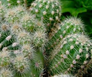 echinopsis1.jpg