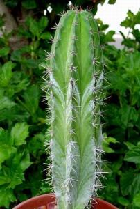 Cereus_polaskia_chichipe.jpg