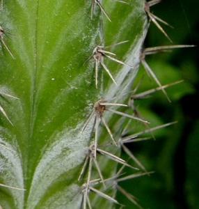 cereus_polaskia_chichipe1.jpg