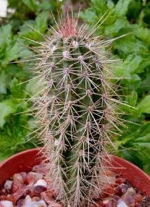 pachycereus_pringley.jpg