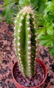 Pilosocereus_arrabidae.jpg