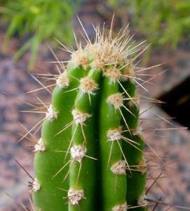 Pilosocereus_arrabidae1.jpg