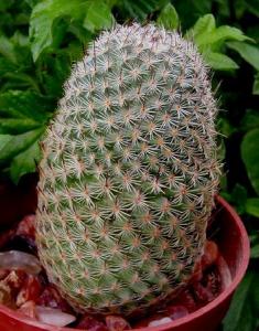 mammillaria_matudae.jpg