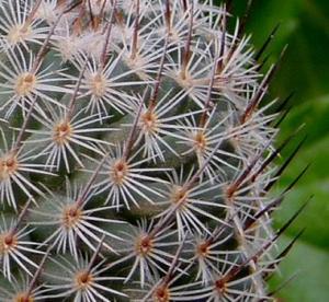 mammillaria_matudae1.jpg