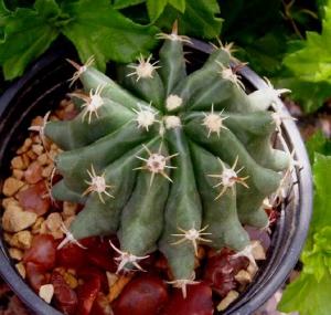 angie_ferocactus_horridus_brevispina.jpg