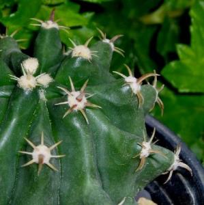 angie_ferocactus_horridus_brevispina1.jpg