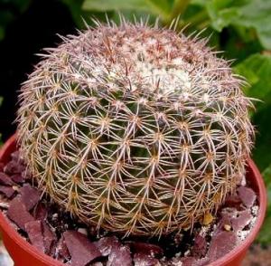 notocactus_sp.jpg