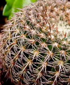 notocactus_sp1.jpg