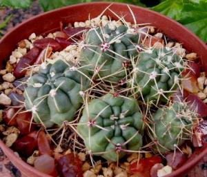 gymnocalycium_monvilei.jpg